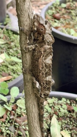 Female chameleon in dark camouflage