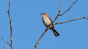 Northern Mockingbird (Mimus polyglottos) | BIRDS & Nature