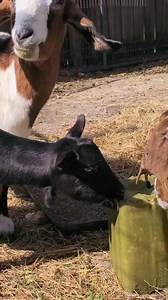 7.8K views · 184 reactions | Selenium block for the win! | Quality of Life Rehab & Foster, Inc. | Facebook