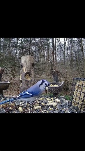 Blue Jay vs Peanuts! Can he get both peanuts? 😅 #birds #bluejays #funny