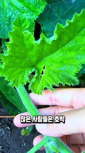 How to Use Pumpkin Shoots with Rock Sugar