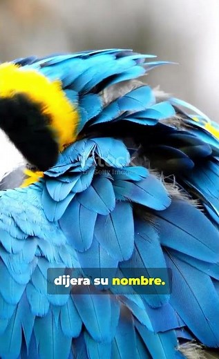 Los loros se dan nombres entre ellos #curiosidades #shortviral #sabiasque #naturaleza #viralvideo