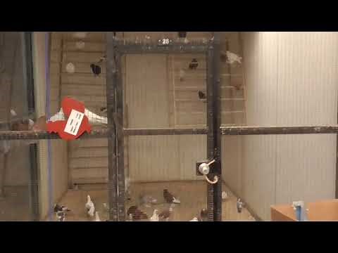 Magnolia Bird Farm Cage Area