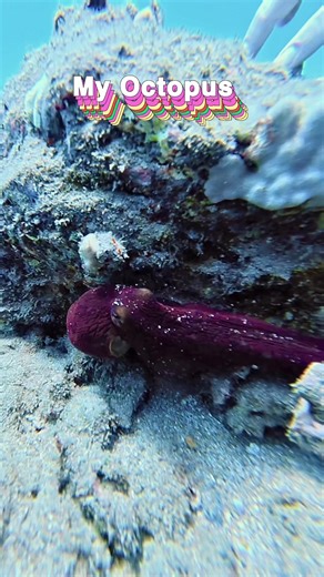 This Octopus Just Tooted Underwater 😳🐙💨 You think you’ve seen everything underwater… then an octopus casually rips a fart in front of scuba divers 😭💨🐙 Just pure cephalopod toot caught on camera. Nature documentaries didn’t prepare us for THIS. 👉 Like 👉 Subscribe 👉 Turn notifications on 👉 Share this with someone who thinks fish don’t fart 😆 #O#OctopusS#ScubaDivingU#UnderwaterComedyO#OceanFailsviralshorts