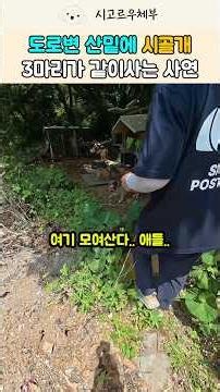 The reason three puppies live together at the foot of the mountain by the roadside #Puppy #PetDog...