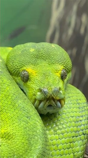 GREEN TREE PYTHON