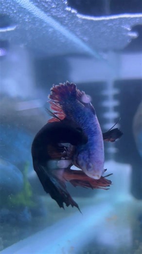 Betta Fish Spawning Live 🐟🥚