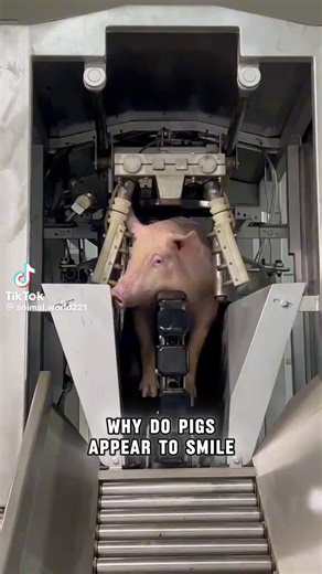 🚨Your bacon has never looked bloodier.🐖🐷🚨This is the Humane Euthanasia Machine. The controversial device that's rewriting how we slaughter 1.2 BILLION pigs a year.😬🤯No screams. No stress.Just seconds to the end.🥀Watch the full process and tell me..is this mercy or just faster meat?🙊🥀