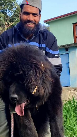 298K views · 6.5K reactions | Tibetan Mastiff Dog Breed #tibetanmastiff #tibetanmastiffpuppies #tm #dog #doglove #puppylove #doglover #himalayansheepdog #pahadidog #hugedog #dogsofinsta #dogslife #dogphotography #doggrooming #Shailendrahillman Shailendra Hillman Saurav Maithani | Shailendra Hillman | Facebook