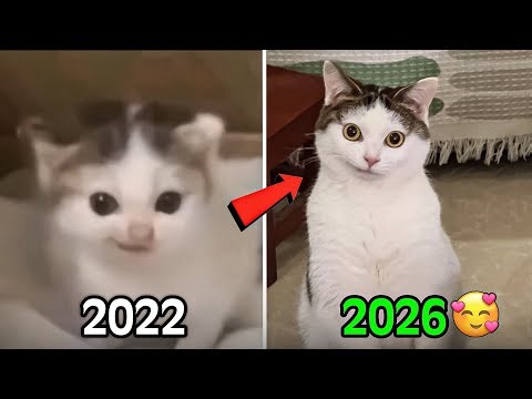 Top 10 Legendary Cat Memes (Then Vs Now)🥹❤️‍🩹