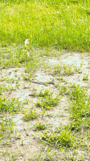 Garter Snake 🐍 | The Harmless Snake You Should Know! #shorts