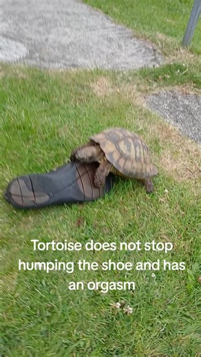 Tortoise Exhibits Unusual Behavior with Shoe
