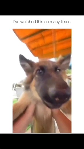 4 Cute and Funny Dogs Compilation