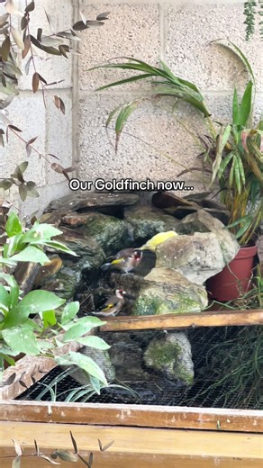 Our beautiful pair of Goldfinch 💛 Something we always pride ourselves in is the condition of our birds. When these two first arrived I was worried, we knew they weren’t in the best shape but I wasn’t expecting them to be as bad as they were. Look at them now! We’ve fed them a finch mix from @Jollyes Pets since they arrived and they love it. We tried another brand for a short period but they much preferred the original. #birds #fyp #aviary #birdaviary #goldfinch
