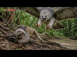 Tamarin Monkeys And The Fierce Struggle For Survival Against The Harpy Eagle
