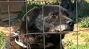 34K views · 1.6K reactions | Dog chained for 10 years is finally free We interviewed PETA (People for the Ethical Treatment of Animals) and https://www.instagram.com/rustyyy_the_rescue/ for this video produced exclusively by GeoBeats. | GeoBeats Animals | Facebook