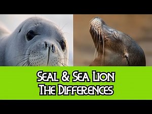 Seal & Sea Lion - The Differences