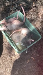 Beating the heat, Texas style! Armadillos actually love water, and are very good swimmers. Two of these rehabbed orphans are being released today, and the smaller two will follow soon. If you enjoy our posts, please consider donating if you can. Most of the costs of rehabbing are borne out of pocket by the individual rehabbers who care for the animals we post. All donations received go to buy supplies, caging, medications, vaccines, and species-specific foods for these animals and help to offset