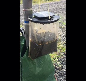 Flies Be Gone Fly Trap – Disposable, Protein-Powered attractant for Outdoor Fly Control on patios, ranches, and More. Natural Bait; 5-Pack
