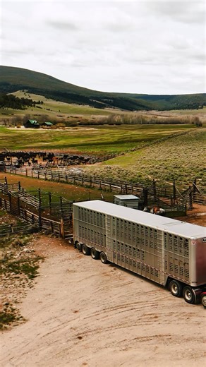 #wilsontrailer #wilsontrailers #cattlehauler #cattle | Wilson Trailer Company