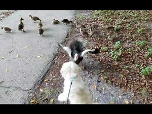 DUCK ATTACKS DOG TO PROTECT DUCKLINGS