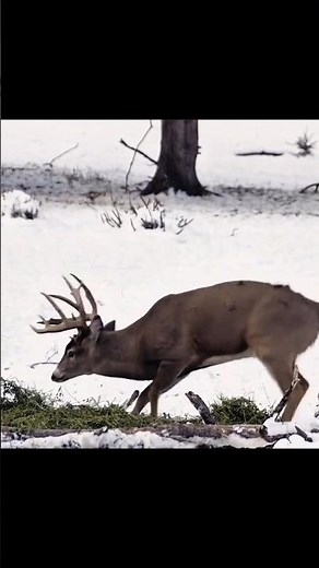Perfect Deer Shot with Bow 🎯 | Silent Hunt Success #охота #hunting
