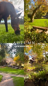 Relax and enjoy the sounds of nature this Autumn at the Irish National Stud & Gardens - where heritage, horses and horticulture come together 🐴🍁. 📍 Located in Tully, Kildare – just off the N7 and under an hour from Dublin! 🕘 Open 7 days a week | 9am - 5pm (last admission 4pm) 🍁 Closing on November 2nd for the Winter Season Included in your visit: 🚶Public Tour - learn about the rich history, heritage and daily operations of this working stud farm 🏇 Living Legends - Meet retired Living Lege