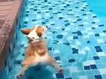 Adorable videos reveal that corgi butts float in water