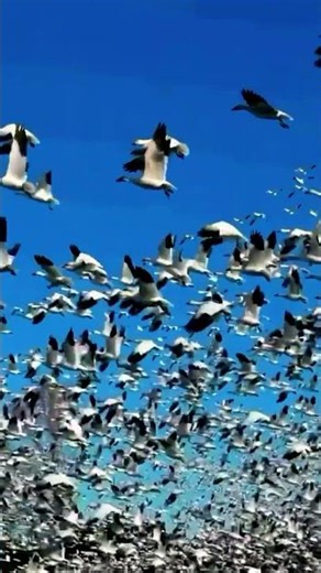 Thousands of White Ducks Flying Together | Stunning Duck Flock in the Sky