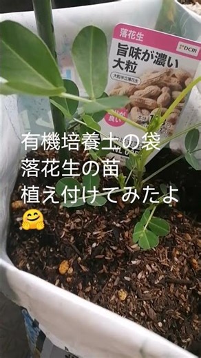 初めて有機培養土の袋に植え付けしてみた💓🌱落花生の苗🥜