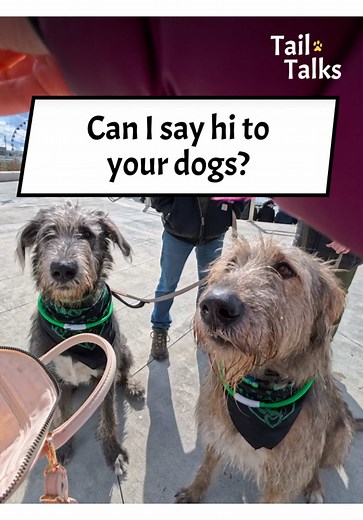 Incredible Irish Wolfhounds Meet in Seattle!