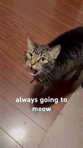 🎶 You’ve Been Cat-Rolled! 🎶 #rickastley #cat #rickroll #parody