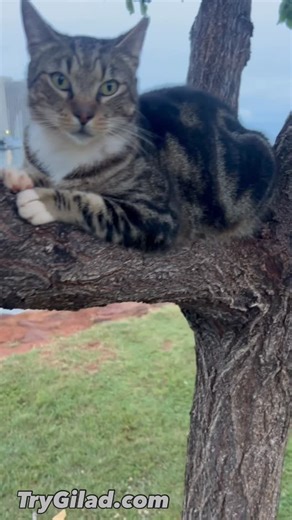 Gilad Janklowicz | Just another relaxing Sunday at Magic Island with Diamond Head in the background. The Total Body Sculpt show location. #cats | Instagram