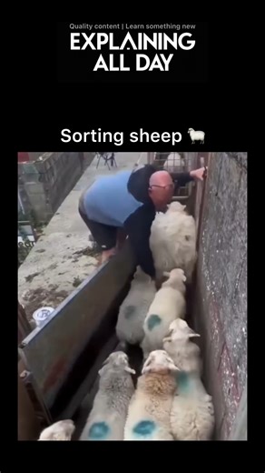 Explaining All Day on Instagram: "Why Farmers Sort Sheep This Way 🐑 This 63-second clip shows a farmer sorting sheep through a narrow chute — a simple but highly effective system used in sheep farming around the world. The chute helps guide sheep into the right pens quickly and safely, reducing stress for both the animals and the farmer. What makes this moment even funnier is that the farmer accidentally misses one sheep, which fits perfectly with the comedic timing of the music in the backgrou