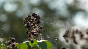 Wild raspberries and blackberries with spiders web