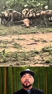 131K views · 1.9K reactions | Perros salvajes cazando | Mundo Animal | Facebook