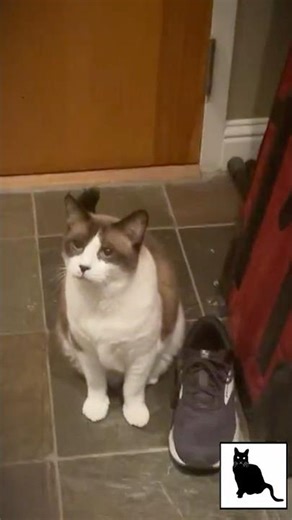 Adorable Plaintive Meows from Big Merp on #Caturday (#shorts)