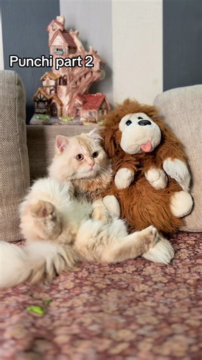 Punchi in house #punch