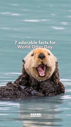 Adding cuteness to your scroll on World Otter Day 🦦 7 adorable sea otter facts 💙👇 1. 🦦 All fluff, no fat: Despite their chubby look, sea otters don’t have a layer of fat (called blubber) to keep warm 2. 🧣 Air trapped inside their thick fur insulates them 3. 🫣 If it becomes dirty, it can no longer keep the sea otter warm (that’s why oil spills are so dangerous to them) 4. 🛁 To keep their fur spotless, sea otters spend most of their time grooming 5. 🏆 Their fur is the densest of any animal