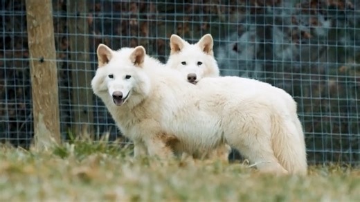 Long-extinct dire wolves brought back to life