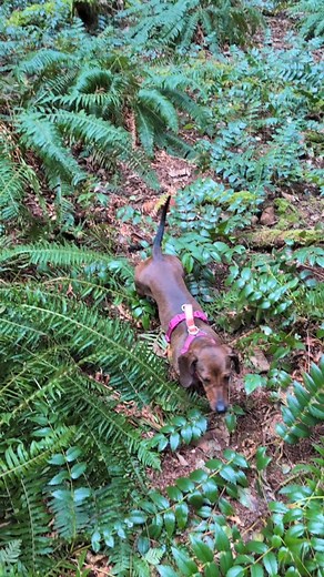 Happy Monday from Outback Hounds' awesome pack today! 🌲🐾 We adventured today into the unknown to see what we could find! Getting these dogs practicing their cardio and endurance as we are half way through April and the Outback Hound Scavenger hunt is still in full swing! Don't forget to let us know where you've adventured! #outbackhoundadventures #outbackhoundpackwalk #outbackhounddaycare | Outback Hound Dog Adventures