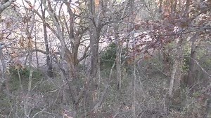 105K views · 1K reactions | Buck Roar at Northern Missouri's Grand River Outfitters Joe filmed it—Sound On— | Outlaw Adventures Hunting America | Facebook