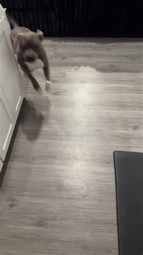 Understanding Pit Bull Behavior and Misconceptions