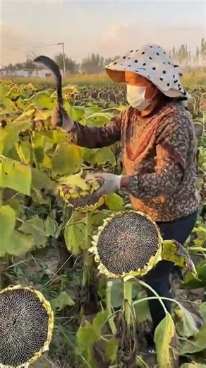 Harvesting Sunflowers for Seeds by Hand in the Field Using Simple Tools and Techniques DIY
