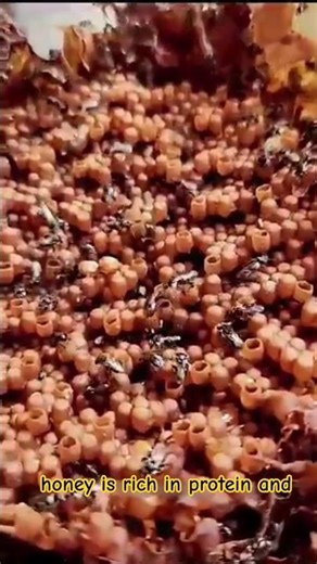 The Flesh-Eating Bee That Makes Honey From Meat 🍯🐝