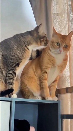 Epic Cat Moments Caught on Camera 😸📸