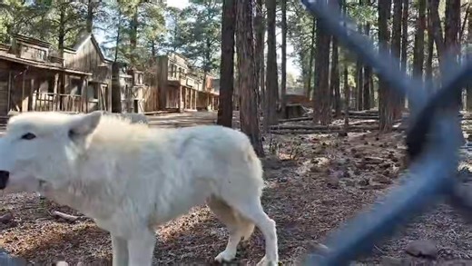 It’s a #WolfWednesday ! 🐺 Howling is an important part of being a wolf! Howling helps members of the pack reinforce their social bonds that they have with each other, and howling also warns other packs that this territory is occupied! #bearizona #wildlifepark #wolf #wolfpack #howl | Bearizona