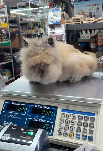 Lionhead Bunny Introductions: Meet the New Floofs