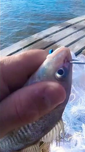 How to hook a croaker! @FeraDyneOutdoors #fishing #athlete