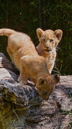 Productive playtime! 🦁 Our little cubs are full of curiosity, exploring every nook and cranny in their expansive habitat. The enrichment items provided for them, including a variety of logs, may look ordinary to us, but for them, it’s a chance to develop coordination, balance and confidence. Every leap, climb and tumble allows them to express their natural, species-appropriate behaviors, which is key for growing into strong and successful adult lions! Thanks to our friends at Primrose Schools f